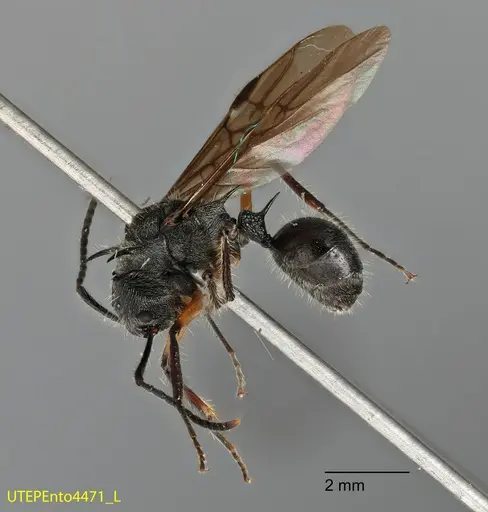 Dolichoderus shattucki specimen UTEPENTO4471 image utepento4471_2