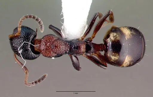 Dolichoderus sibiricus specimen CASENT0008644 image casent0008644_1