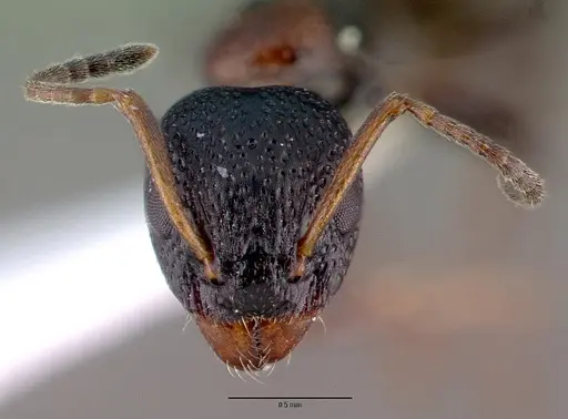 Dolichoderus sibiricus specimen CASENT0008644 image casent0008644_2