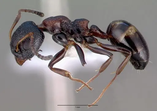 Dolichoderus sibiricus specimen CASENT0008644 image casent0008644_3
