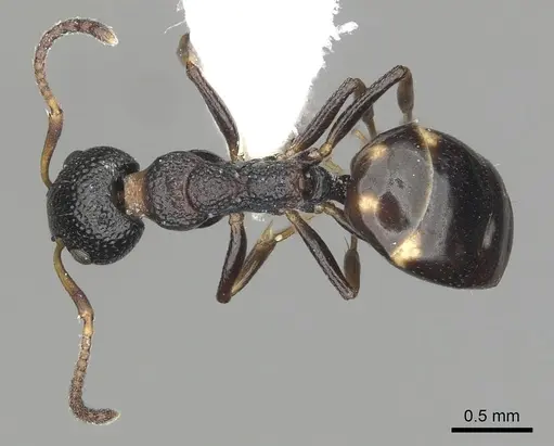 Dolichoderus sibiricus specimen CASENT0249566 image casent0249566_1