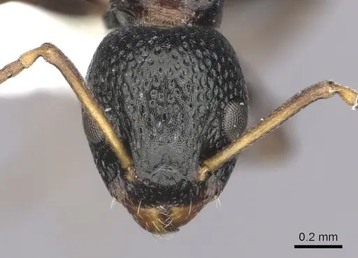 Dolichoderus sibiricus specimen CASENT0249566 image casent0249566_2