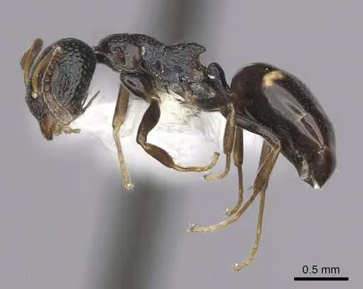 Dolichoderus sibiricus specimen CASENT0249566 image casent0249566_3