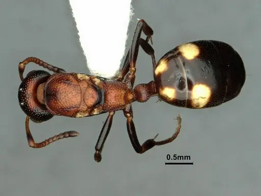 Dolichoderus sibiricus specimen CASENT0886074 image casent0886074_1