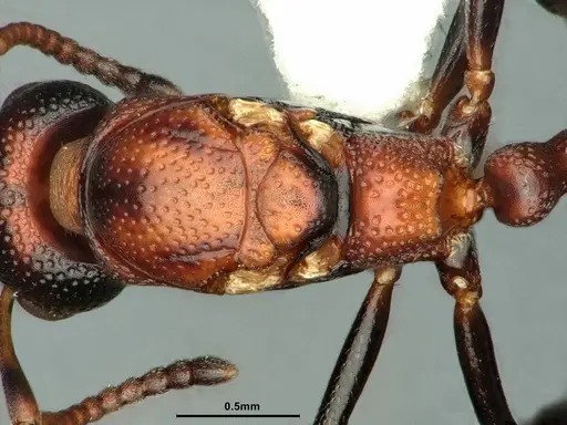 Dolichoderus sibiricus specimen CASENT0886074 image casent0886074_2