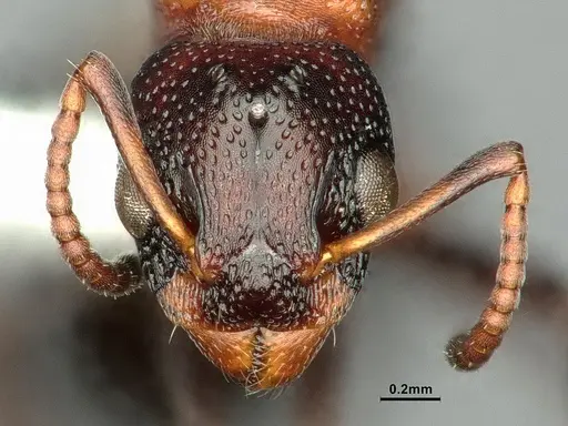 Dolichoderus sibiricus specimen CASENT0886074 image casent0886074_3