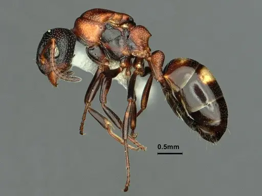Dolichoderus sibiricus specimen CASENT0886074 image casent0886074_4