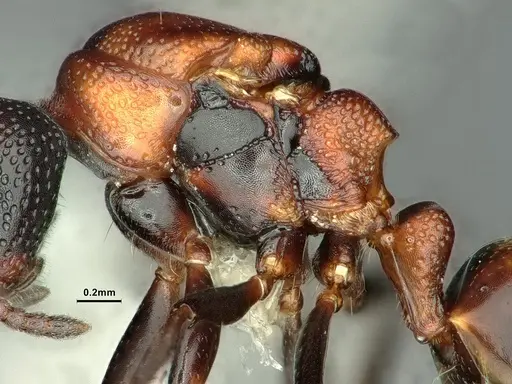 Dolichoderus sibiricus specimen CASENT0886074 image casent0886074_5