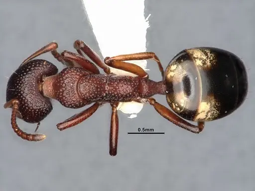 Dolichoderus sibiricus specimen CASENT0886098 image casent0886098_1