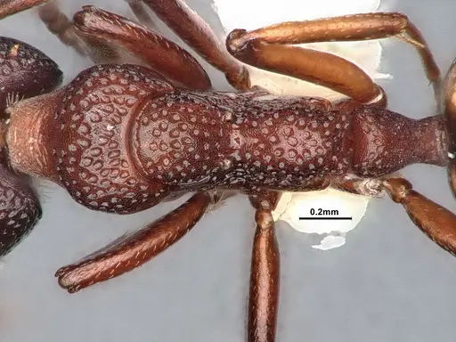 Dolichoderus sibiricus specimen CASENT0886098 image casent0886098_2