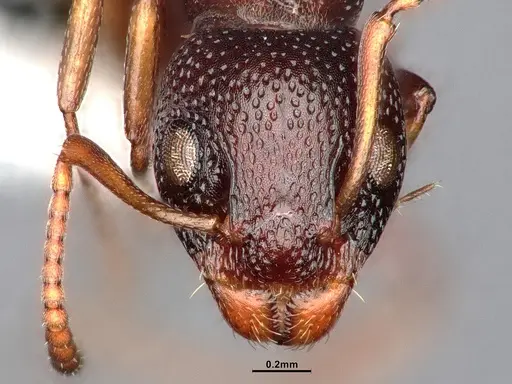 Dolichoderus sibiricus specimen CASENT0886098 image casent0886098_3