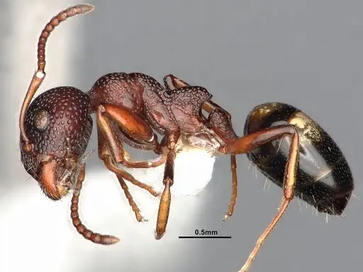 Dolichoderus sibiricus specimen CASENT0886098 image casent0886098_4