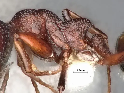 Dolichoderus sibiricus specimen CASENT0886098 image casent0886098_5