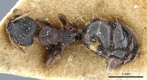 Dolichoderus sibiricus specimen CASENT0905009 image casent0905009_1