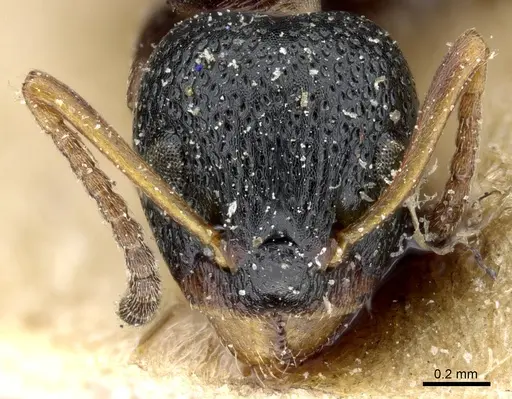 Dolichoderus sibiricus specimen CASENT0905009 image casent0905009_2