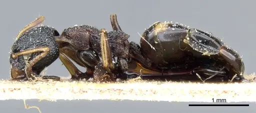 Dolichoderus sibiricus specimen CASENT0905009 image casent0905009_3