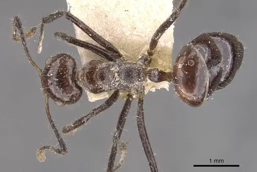 Dolichoderus siggii specimen CASENT0909486 image casent0909486_1