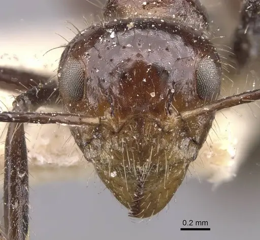 Dolichoderus siggii specimen CASENT0909486 image casent0909486_2