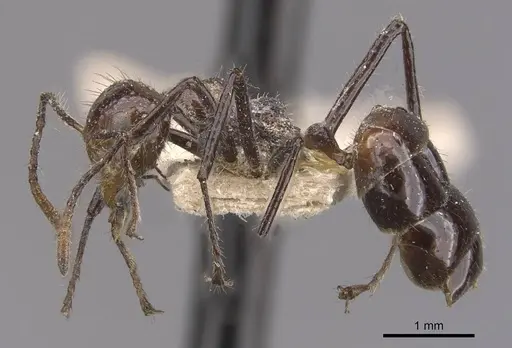 Dolichoderus siggii specimen CASENT0909486 image casent0909486_3