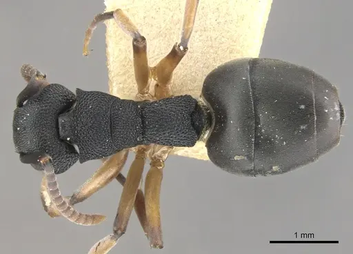 Dolichoderus smithi specimen CASENT0902947 image casent0902947_1