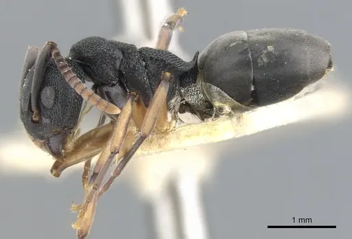 Dolichoderus smithi specimen CASENT0902947 image casent0902947_3