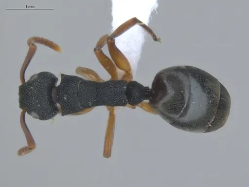 Dolichoderus smithi specimen ECOFOG-IT14-0411-05 image ecofog-it14-0411-05_1