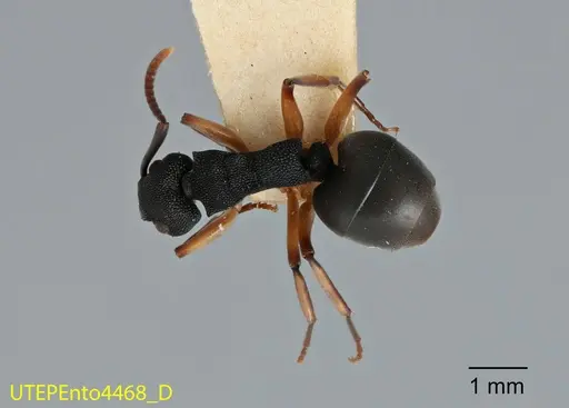 Dolichoderus smithi specimen UTEPENTO4468 image utepento4468_1