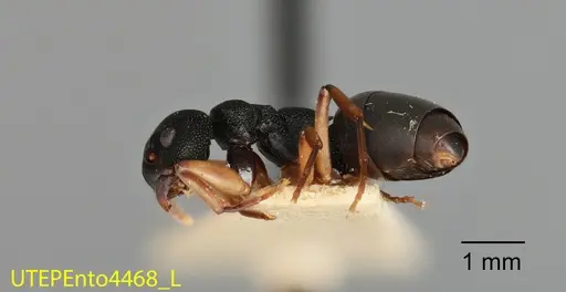 Dolichoderus smithi specimen UTEPENTO4468 image utepento4468_2