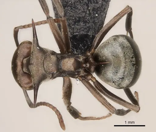 Dolichoderus spinicollis specimen CASENT0217405 image casent0217405_1