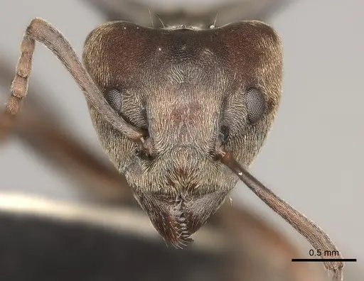 Dolichoderus spinicollis specimen CASENT0217405 image casent0217405_2