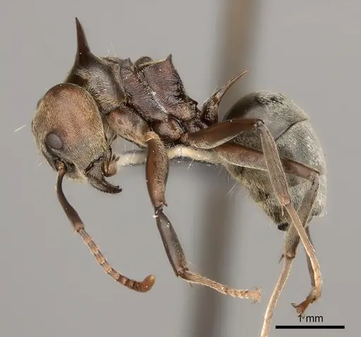 Dolichoderus spinicollis specimen CASENT0217405 image casent0217405_3