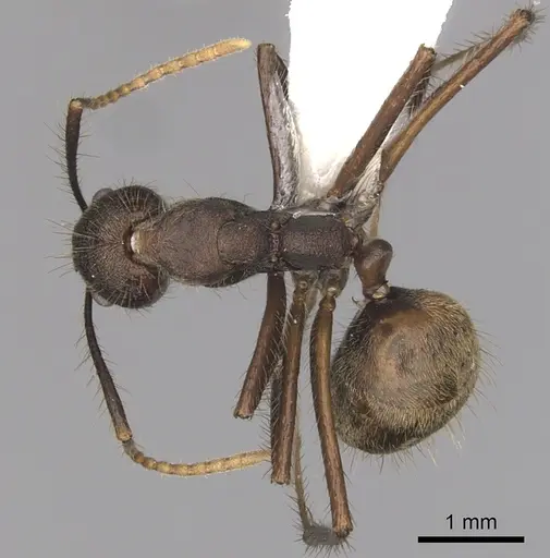 Dolichoderus spurius specimen CASENT0249638 image casent0249638_1