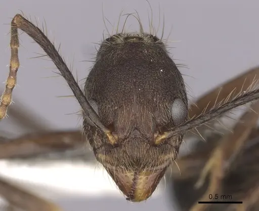 Dolichoderus spurius specimen CASENT0249638 image casent0249638_2