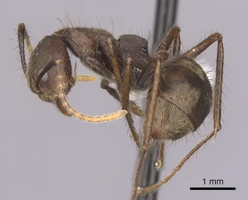 Dolichoderus spurius specimen CASENT0249638 image casent0249638_3