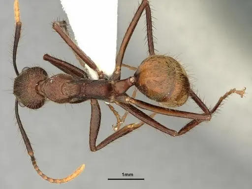 Dolichoderus spurius specimen CASENT0886069 image casent0886069_1