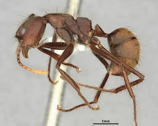 Dolichoderus spurius specimen CASENT0886069 image casent0886069_3