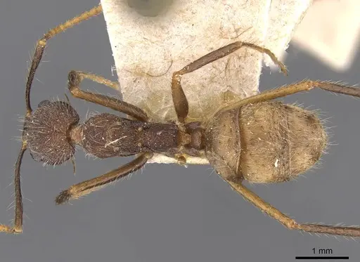 Dolichoderus spurius specimen CASENT0909459 image casent0909459_1