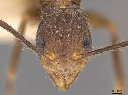 Dolichoderus spurius specimen CASENT0909459 image casent0909459_2