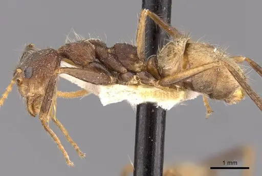 Dolichoderus spurius specimen CASENT0909459 image casent0909459_3
