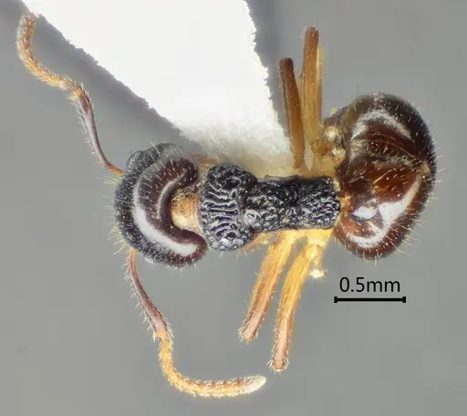 Dolichoderus squamanodus specimen ANTWEB1060612 image antweb1060612_1