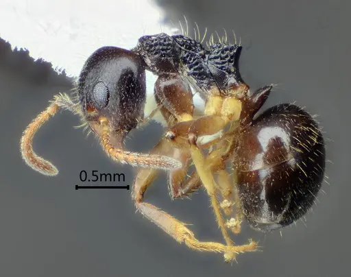 Dolichoderus squamanodus specimen ANTWEB1060612 image antweb1060612_4
