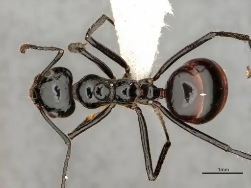 Dolichoderus sulcaticeps specimen CASENT0866516 image casent0866516_1