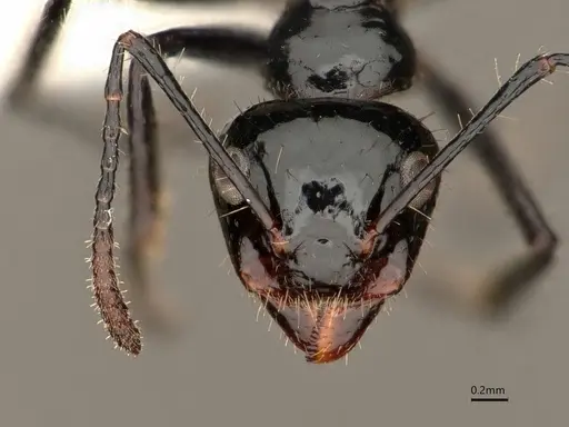 Dolichoderus sulcaticeps specimen CASENT0866516 image casent0866516_2
