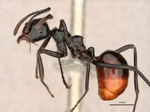 Dolichoderus sulcaticeps specimen CASENT0866516 image casent0866516_3