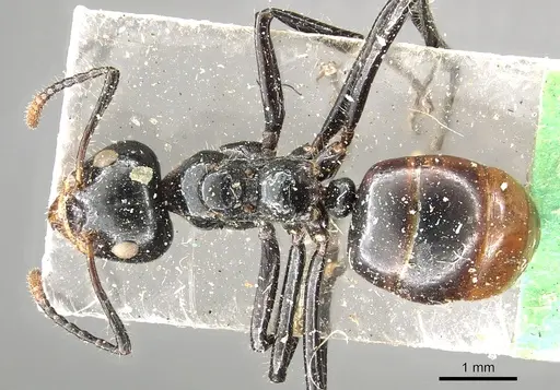 Dolichoderus sulcaticeps specimen CASENT0902967 image casent0902967_1
