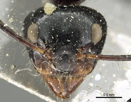 Dolichoderus sulcaticeps specimen CASENT0902967 image casent0902967_2