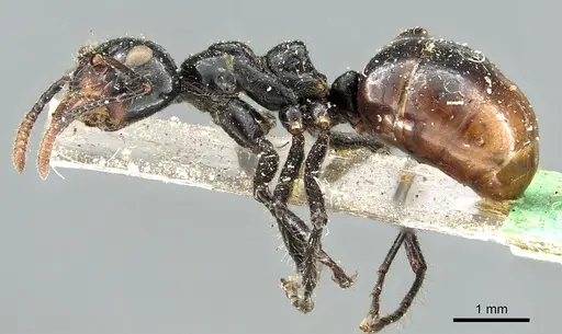 Dolichoderus sulcaticeps specimen CASENT0902967 image casent0902967_3
