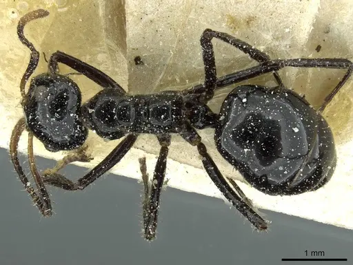 Dolichoderus sulcaticeps specimen CASENT0911511 image casent0911511_1