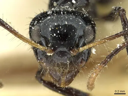 Dolichoderus sulcaticeps specimen CASENT0911511 image casent0911511_2