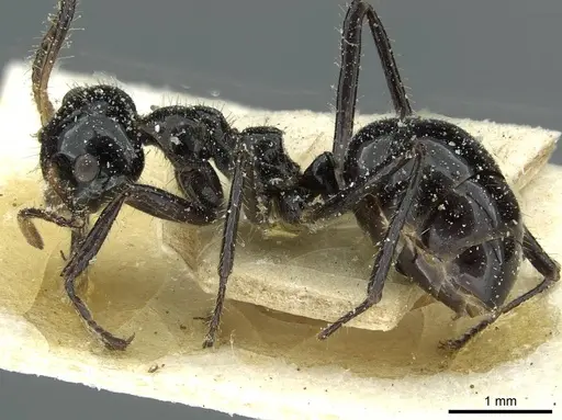 Dolichoderus sulcaticeps specimen CASENT0911511 image casent0911511_3